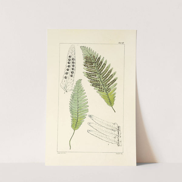 A century of ferns Pl.45 by William Jackson Hooker