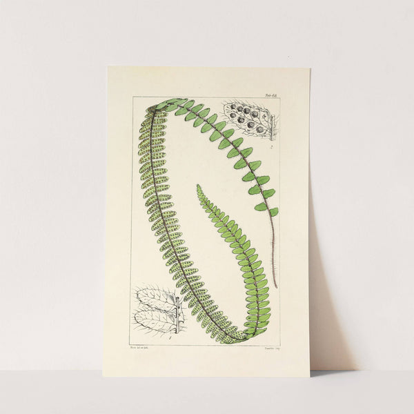 A century of ferns Pl.46 by William Jackson Hooker