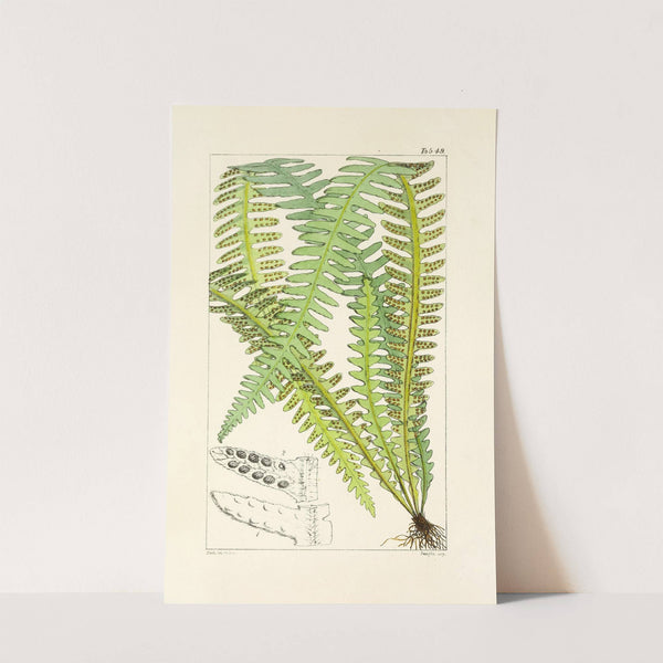 A century of ferns Pl.47 by William Jackson Hooker