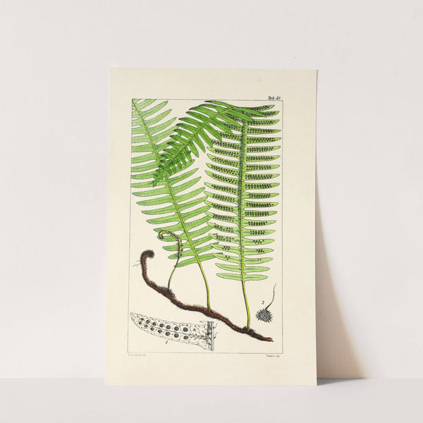 A century of ferns Pl.50 by William Jackson Hooker