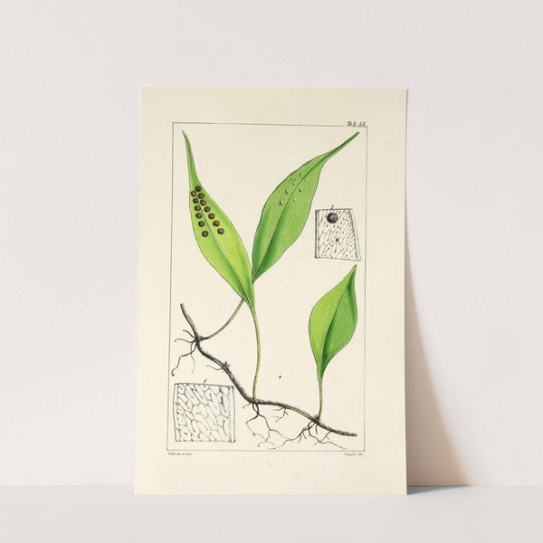 A century of ferns Pl.51 by William Jackson Hooker