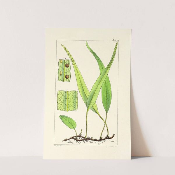 A century of ferns Pl.52 by William Jackson Hooker