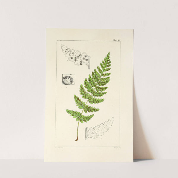 A century of ferns Pl.53 by William Jackson Hooker