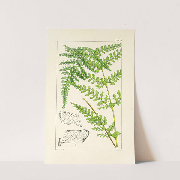 A century of ferns Pl.55 by William Jackson Hooker