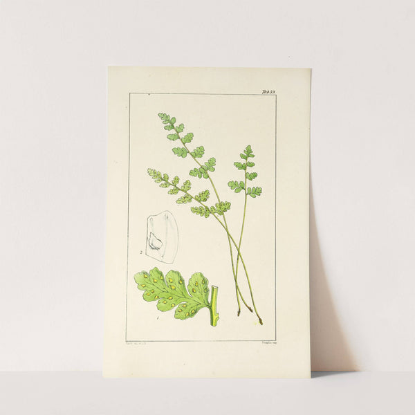 A century of ferns Pl.57 by William Jackson Hooker