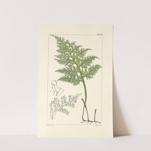 A century of ferns Pl.60 by William Jackson Hooker