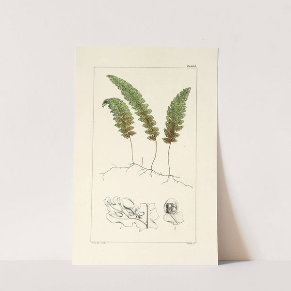 A century of ferns Pl.62 by William Jackson Hooker