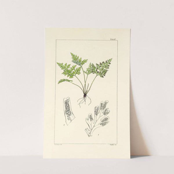 A century of ferns Pl.65 by William Jackson Hooker