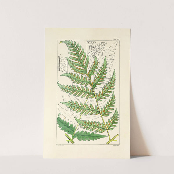 A century of ferns Pl.69 by William Jackson Hooker