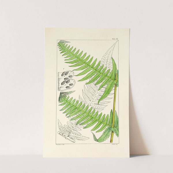 A century of ferns Pl.70 by William Jackson Hooker