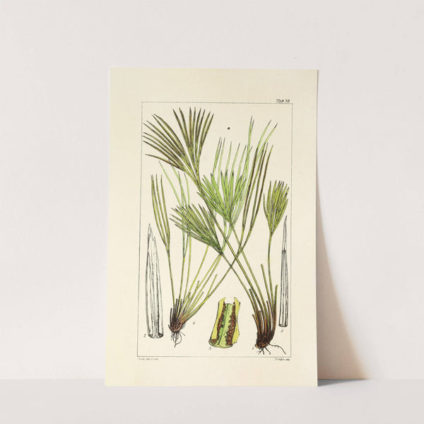 A century of ferns Pl.72 by William Jackson Hooker