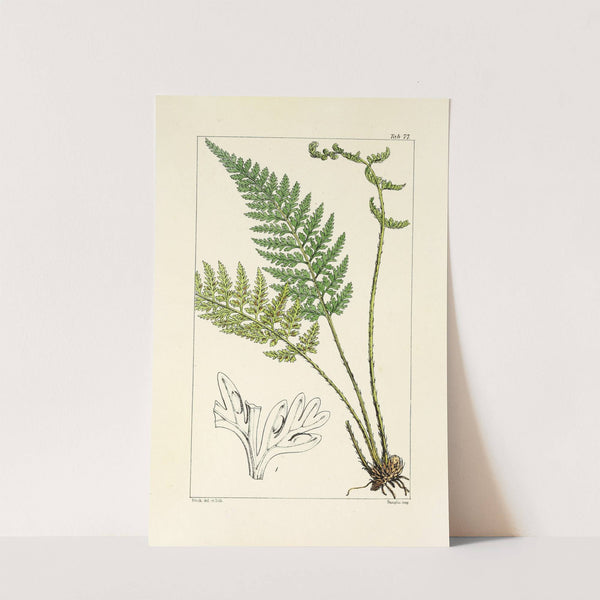 A century of ferns Pl.73 by William Jackson Hooker
