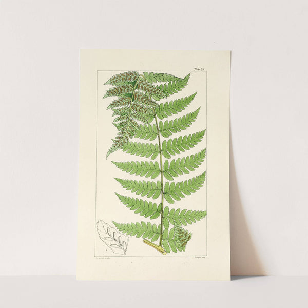 A century of ferns Pl.74 by William Jackson Hooker