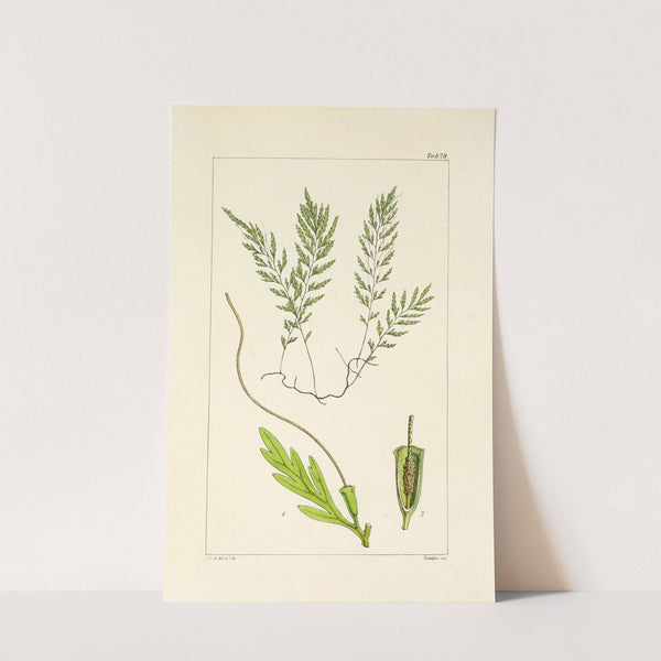 A century of ferns Pl.75 by William Jackson Hooker