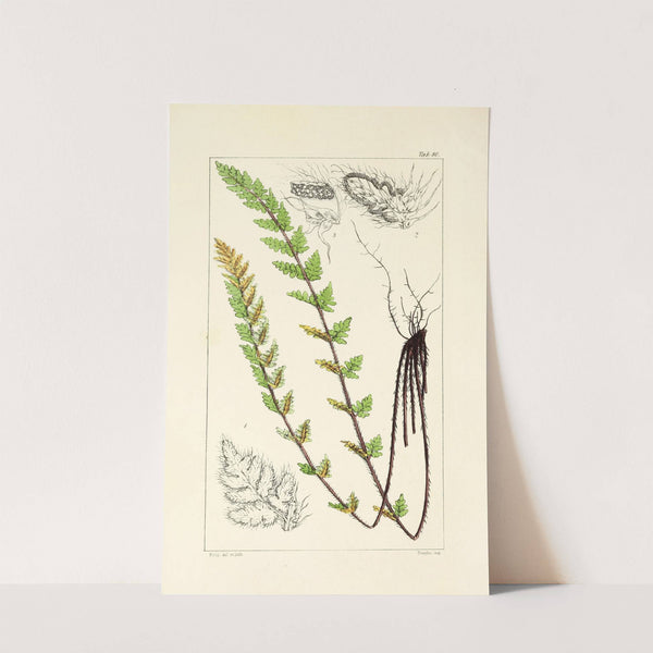 A century of ferns Pl.76 by William Jackson Hooker