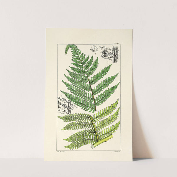 A century of ferns Pl.81 by William Jackson Hooker