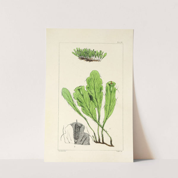 A century of ferns Pl.82 by William Jackson Hooker