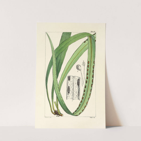 A century of ferns Pl.83 by William Jackson Hooker