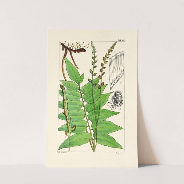 A century of ferns Pl.84 by William Jackson Hooker
