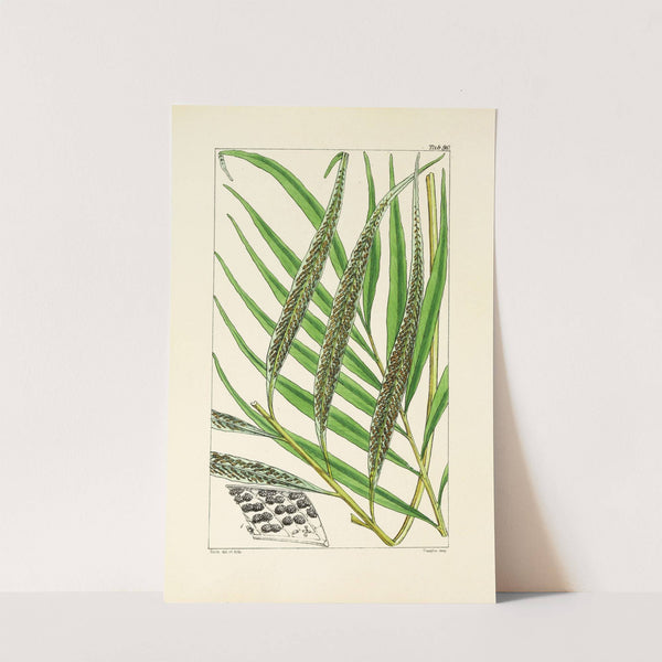 A century of ferns Pl.86 by William Jackson Hooker