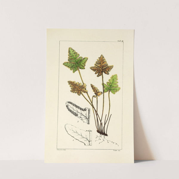 A century of ferns Pl.87 by William Jackson Hooker