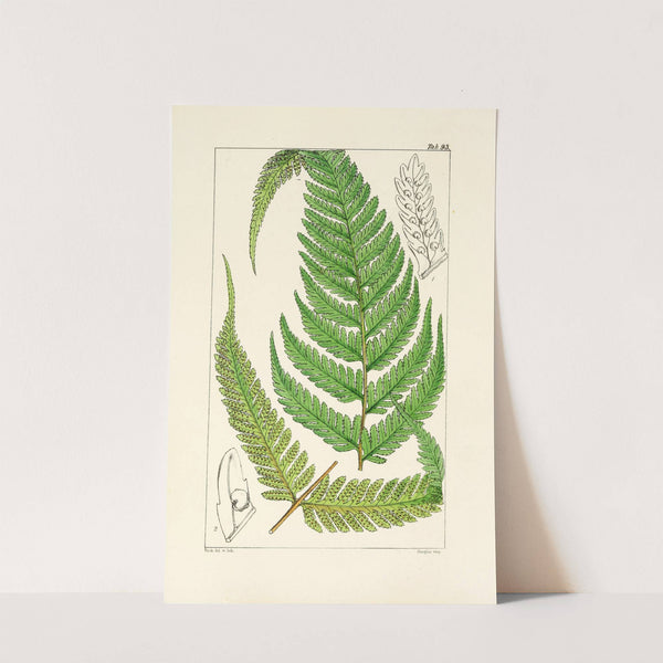 A century of ferns Pl.89 by William Jackson Hooker