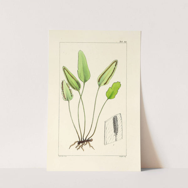 A century of ferns Pl.90 by William Jackson Hooker