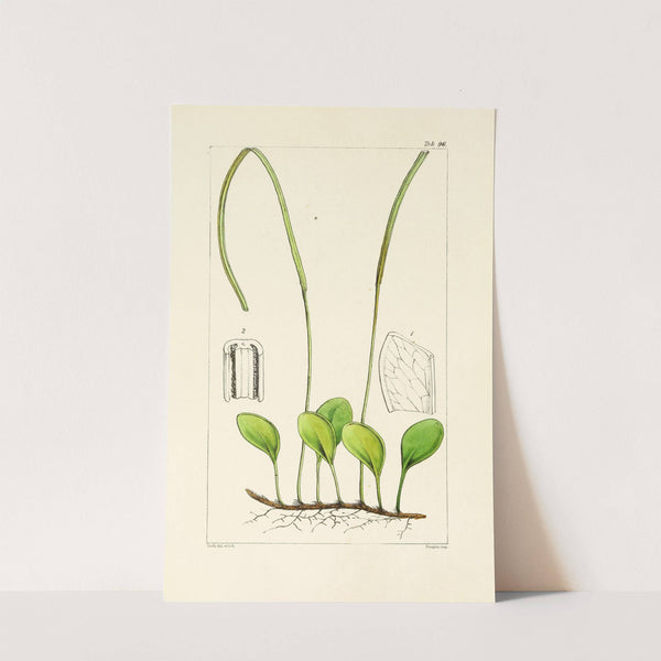 A century of ferns Pl.92 by William Jackson Hooker