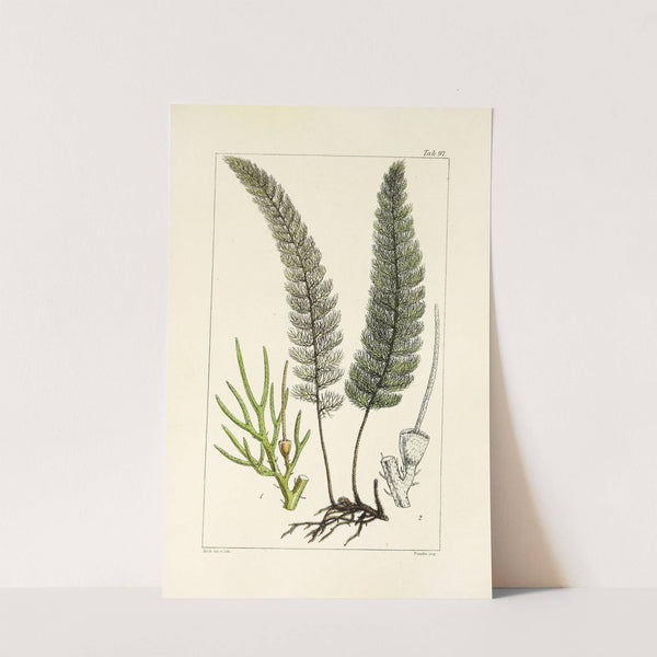 A century of ferns Pl.93 by William Jackson Hooker