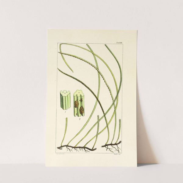 A century of ferns Pl.94 by William Jackson Hooker