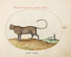 A Cheetah and a Wild Sheep (1575-1590)