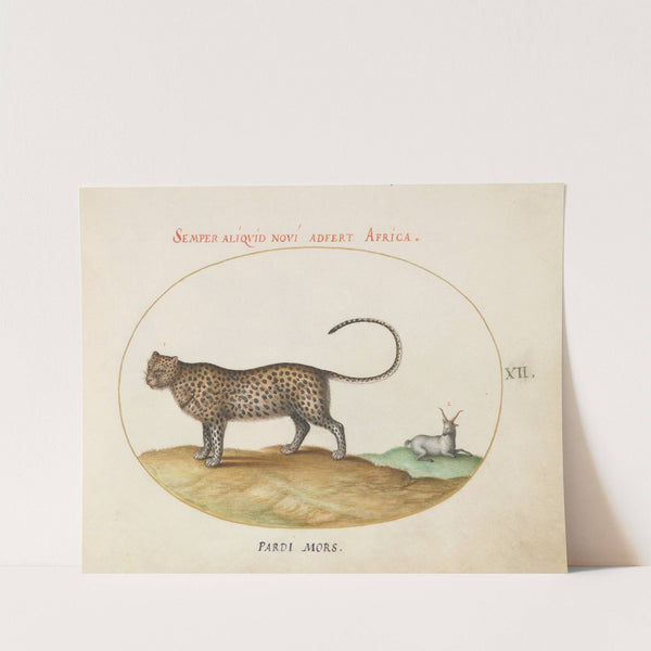 A Cheetah and a Wild Sheep (1575-1590) by Joris Hoefnagel