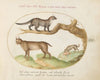 A Civet, a Lynx, and a Hyena Eating a Dog (1575-1590)