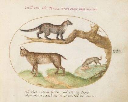 A Civet, a Lynx, and a Hyena Eating a Dog (1575-1590)