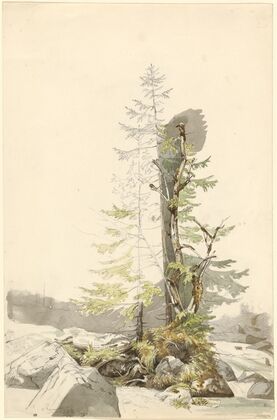 A Clump of Trees by a Rocky Stream in the Ramsau