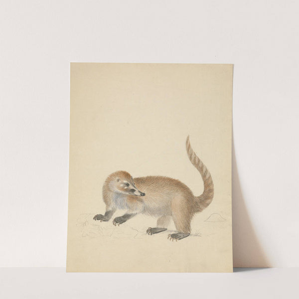 A Coatimundi by James Sowerby