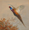 A cock pheasant in flight (1909)