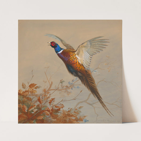 A cock pheasant in flight (1909) by Archibald Thorburn