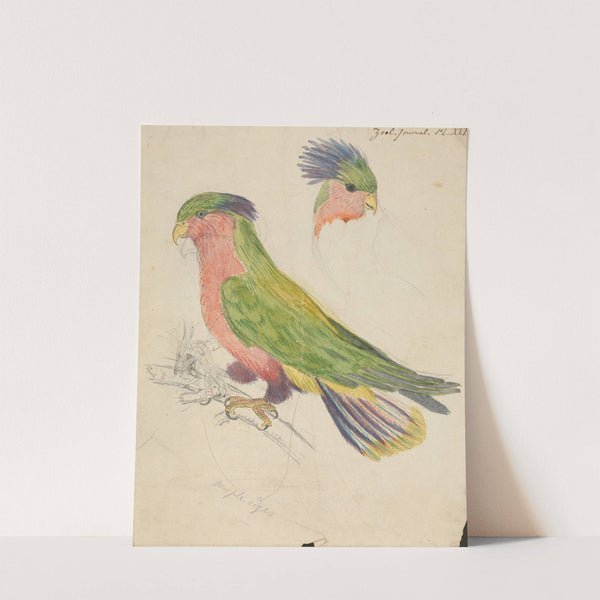 A Cockatoo by James de Carle Sowerby