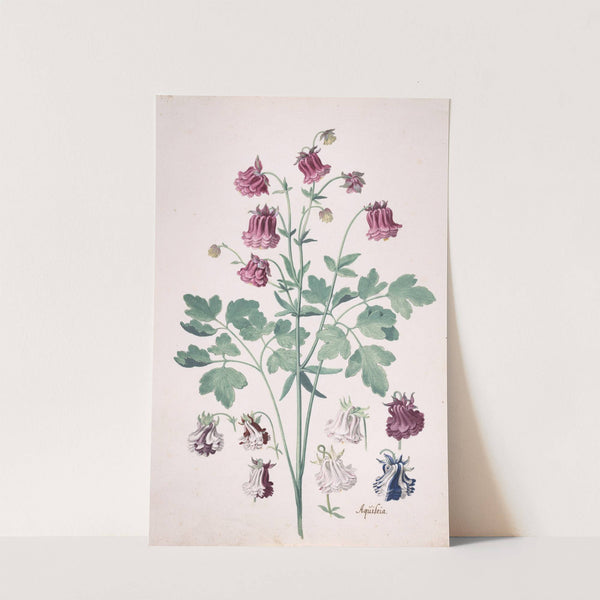 A Columbine or Granny's Bonnet (Aquilegia), with Additional Studies of Flowers by Pieter Holsteyn II