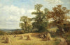 A cornfield at West Malvern