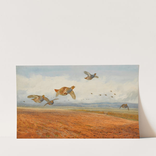 A Covey of Grey Partridge in Flight (1900) by Archibald Thorburn