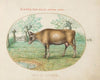 A Cow (1575-1590)