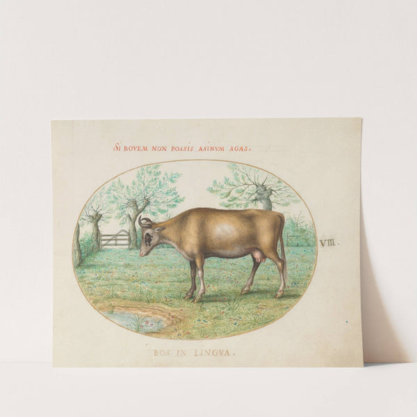 A Cow (1575-1590) by Joris Hoefnagel