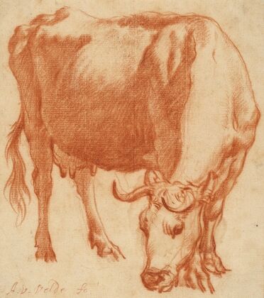 A Cow Grazing