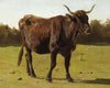 A Cow Grazing In A Meadow