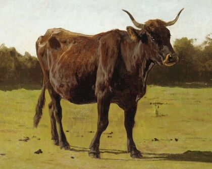A Cow Grazing In A Meadow