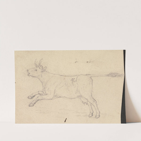 A Cow by James Sowerby