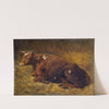 A Cow Lying On The Ground by Alfred Baker