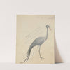 A Crane by James de Carle Sowerby